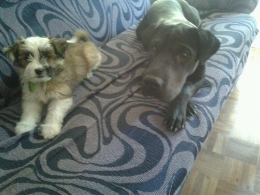 vendo a mi perrita