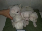 VENDO CANICHE PURO ENANO, BLANCO - mejor precio | unprecio.es