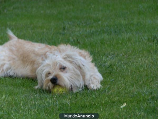 busca casa para perro pequeño