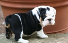 macho y hembra bulldog inglés cachorros para adopción - mejor precio | unprecio.es