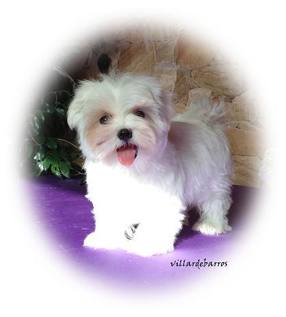 Bichon Maltes