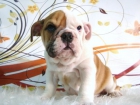 BULLDOG INGLES CACHORROS - mejor precio | unprecio.es