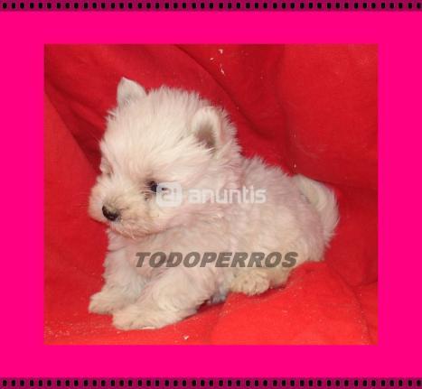 Cachorros de WESTY aa 390E