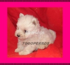 Cachorros de WESTY aa 390E - mejor precio | unprecio.es