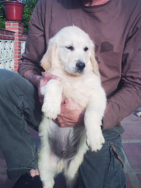 CACHORROS GOLDEN RETRIEVER BLANCOS, 2 MESES