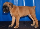 Camada de Boxer, en venta ¡ pura raza ! - mejor precio | unprecio.es