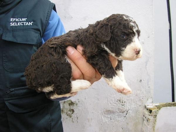 Excelente camada de perro de aguas español con pedigrí