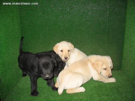 Labradores