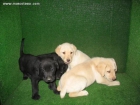 Labradores - mejor precio | unprecio.es