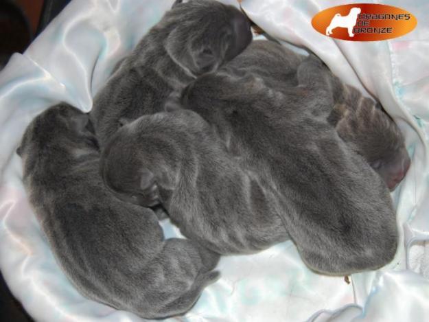 Shar peis azules de linea americana