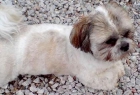 Shih-Tzu para la adopción. - mejor precio | unprecio.es