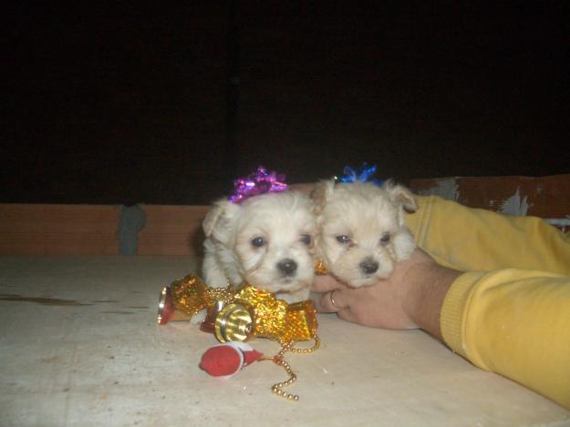 vendo cachorros de maltes  con perigre .350e