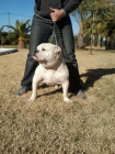 American Bulldog Bully - mejor precio | unprecio.es