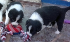 Cachorros Border Collie, Kennel con afijo "Work & Beauty", línea de belleza, LOE - mejor precio | unprecio.es