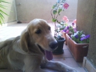 CUIDO ANIMALES - mejor precio | unprecio.es