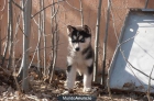 impresionantes husky Siberiano:pidanos algun video - mejor precio | unprecio.es