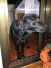 Labrador Negro. - mejor precio | unprecio.es