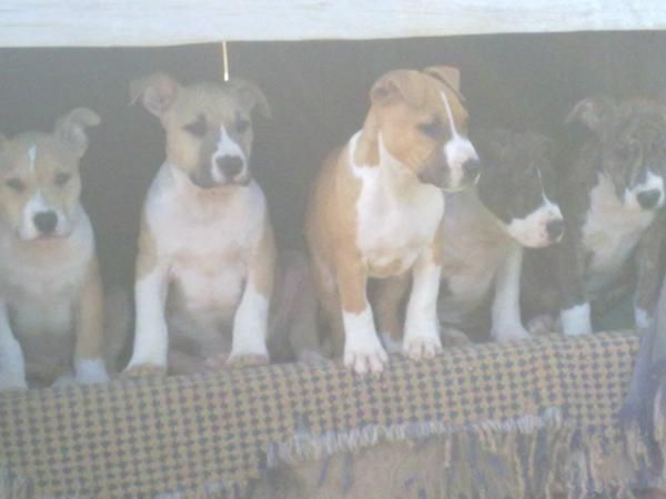 vendo cachorros american stafford con pedigree