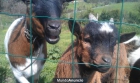 VERDADERAS CABRAS ENANAS - mejor precio | unprecio.es