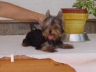 YORKSHIRE TOY PEDIGREE - mejor precio | unprecio.es
