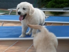 BUENA LINEA DE SANGRE PEDIGREE GOLDEN RETRIEVER 450-500 EUROS - mejor precio | unprecio.es