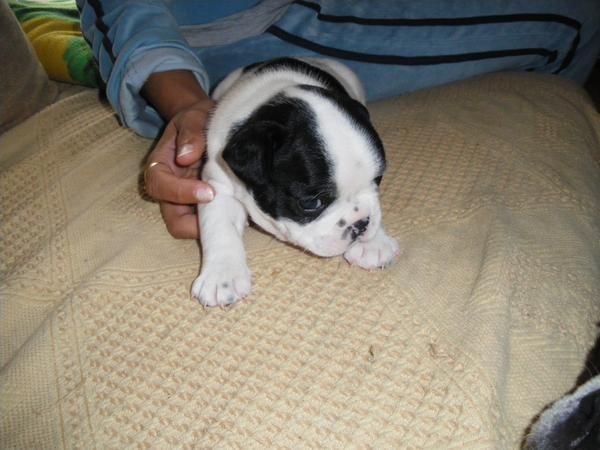 bulldog frances