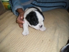 bulldog frances - mejor precio | unprecio.es