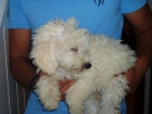 cachorros con pedigree - mejor precio | unprecio.es