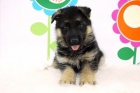 Entrega inmediata _www.animalflower.com_Pastor aleman precioso_cachorritos con pedigre y 2 meses edad - mejor precio | unprecio.es