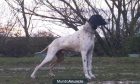 Macho Pointer de 15 meses. - mejor precio | unprecio.es