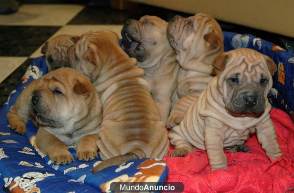 Preciosa camada de shar pei ( 300 €)