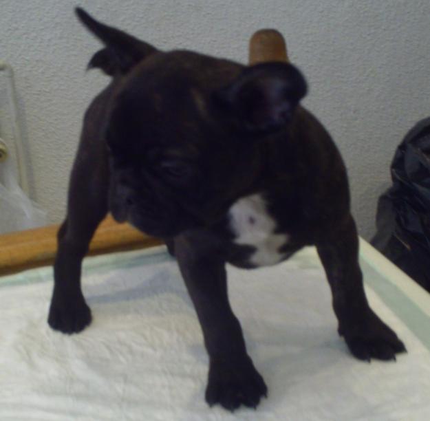 Preciosos cachorros bulldog frances
