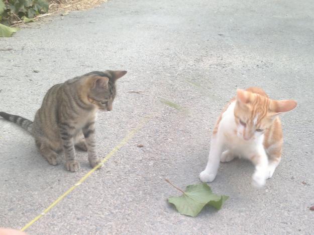 SE REGALAN GATITOS