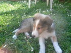Ultimo cachorro de rough collie lassie - mejor precio | unprecio.es