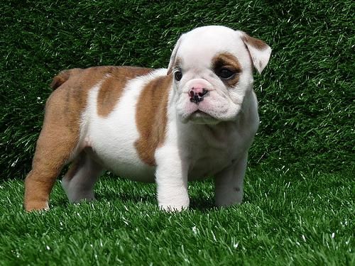 VENDO CACHORROS DE BULLDOG