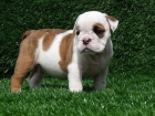 VENDO CACHORROS DE BULLDOG - mejor precio | unprecio.es