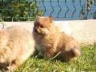 Vendo cachorros de Pomerania - mejor precio | unprecio.es