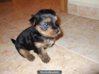 Yorkshire terrier - mejor precio | unprecio.es