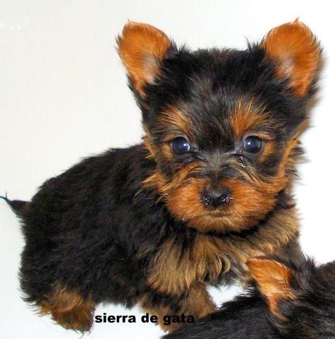 yorkshire terrier sierra de gata 651687273-listos para entregar