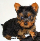 yorkshire terrier sierra de gata 651687273-listos para entregar - mejor precio | unprecio.es