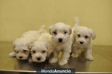 CACHORROS DE BICHÓN MALTÉS