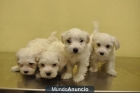 CACHORROS DE BICHÓN MALTÉS - mejor precio | unprecio.es