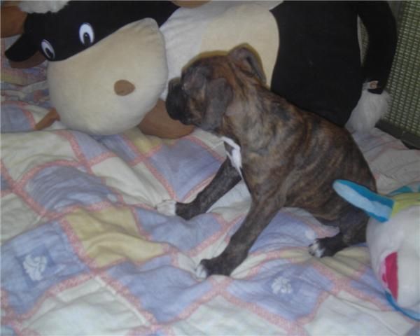 boxer   3 meses leonada preciosa