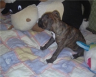 boxer   3 meses leonada preciosa - mejor precio | unprecio.es