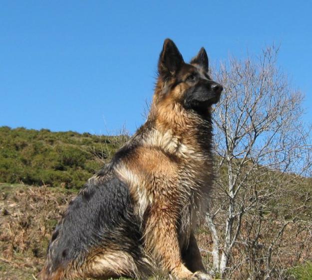 Busco macho de pastor aleman de pelo largo para monta.