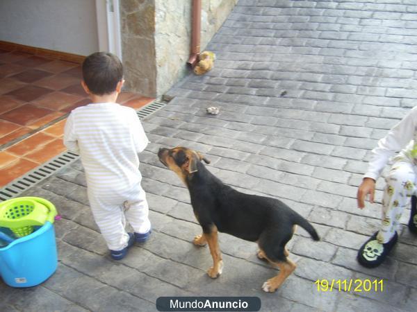 cachorro american stanford gratis
