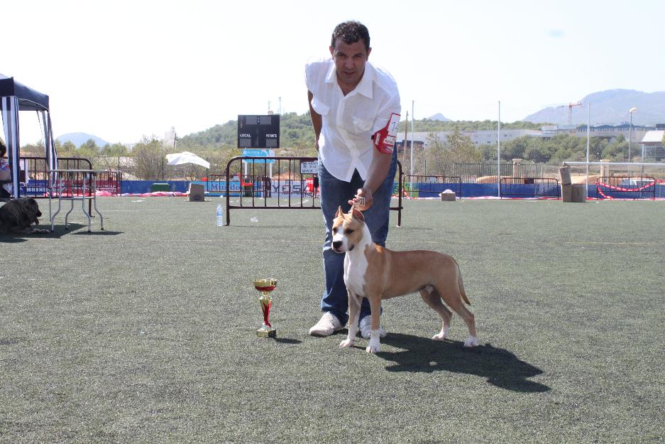 cachorros de american staffordshire terrier