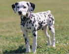 Cachorros de dalmata - mejor precio | unprecio.es