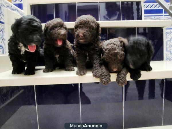 Cachorros de perros de aguas.