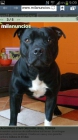 Cachorros Staffordshire bull terrier. - mejor precio | unprecio.es